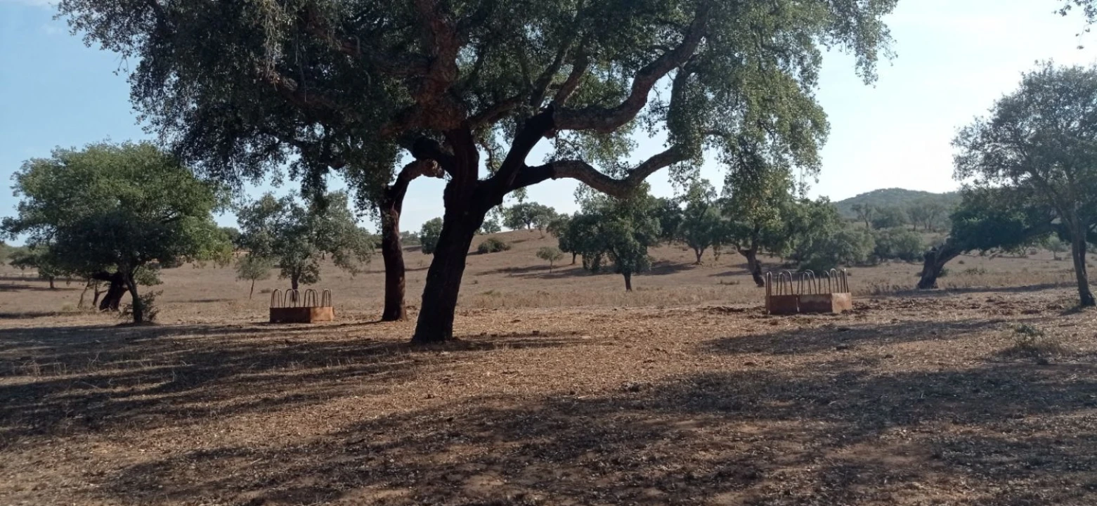 Terreno para Venda em Portel Foto 10
