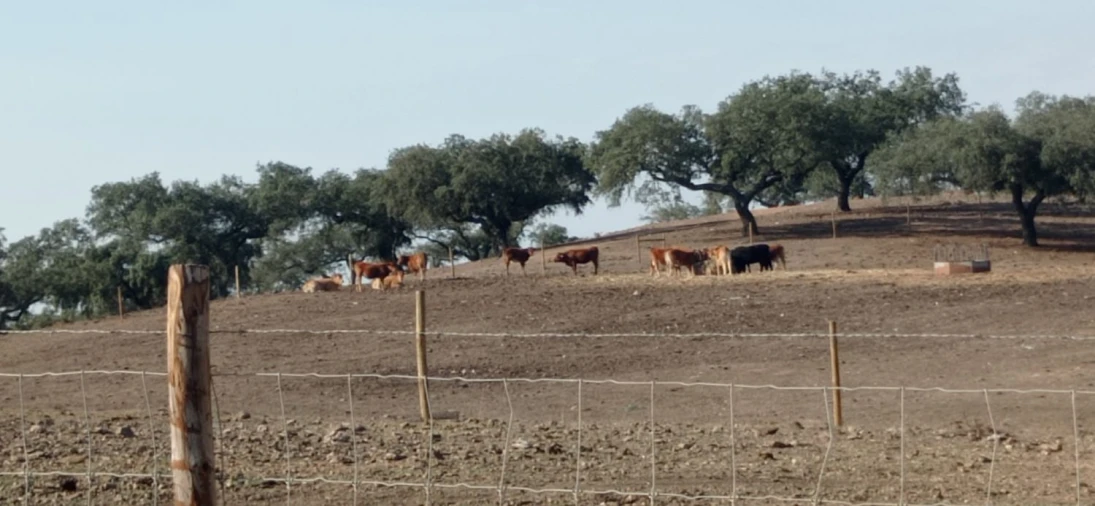 Terreno para Venda em Portel Foto 2