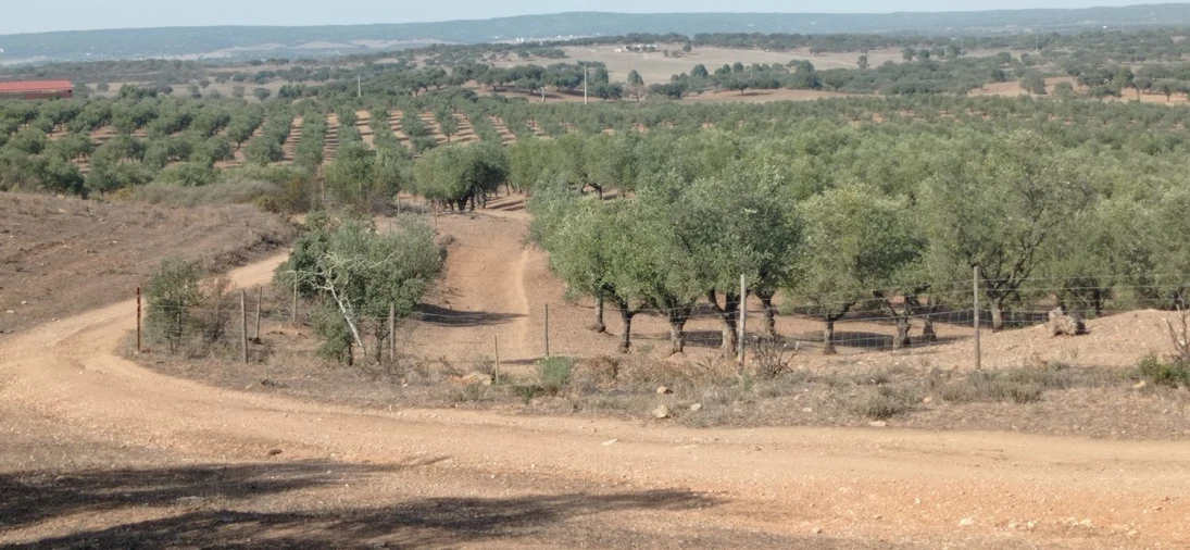 Terreno para Venda em Portel Foto 5