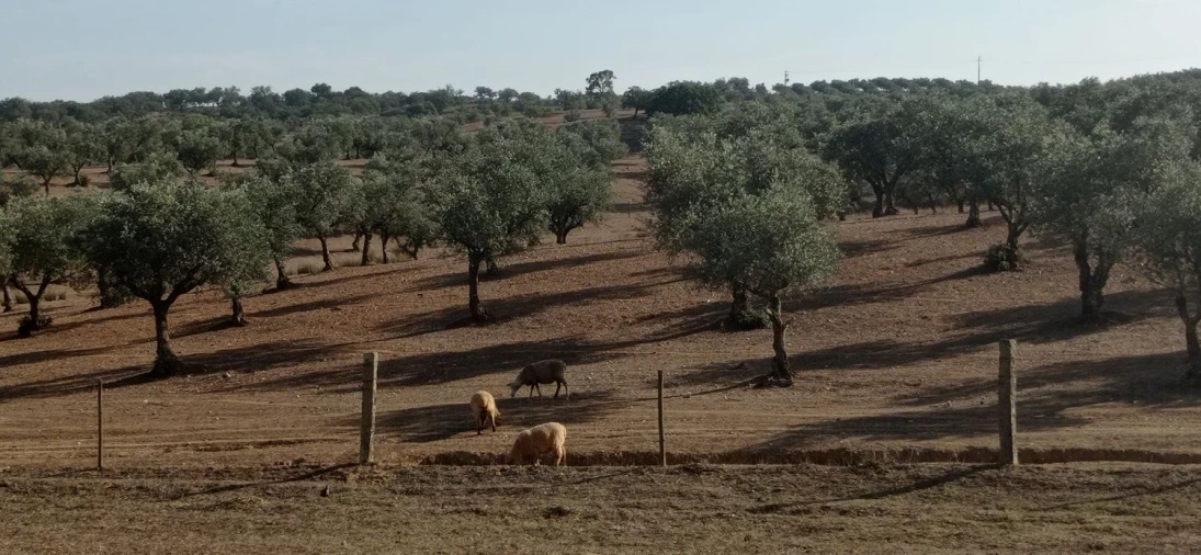 Terreno para Venda em Portel Foto 13