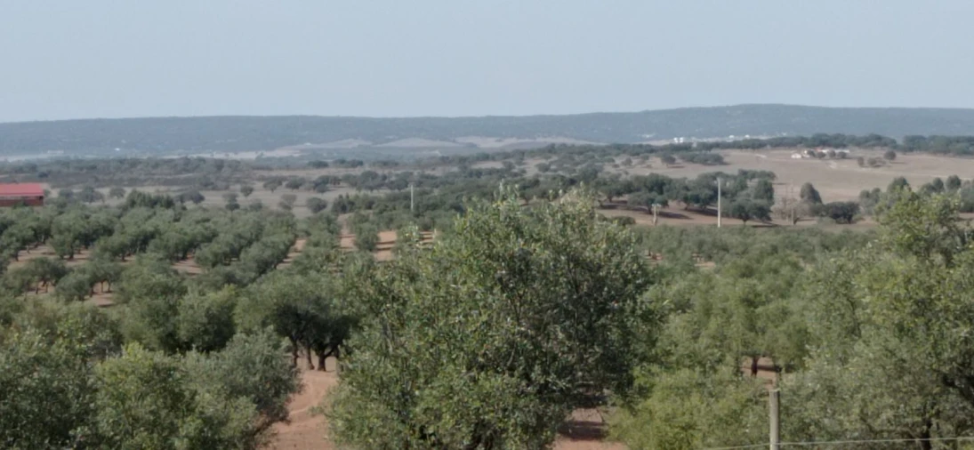 Terreno para Venda em Portel Foto 8