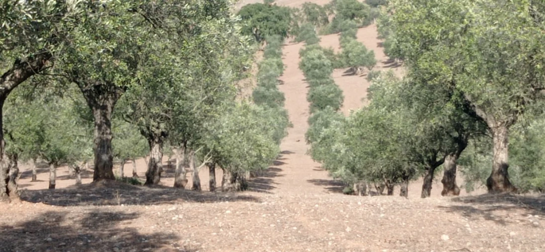 Terreno para Venda em Portel Foto 11