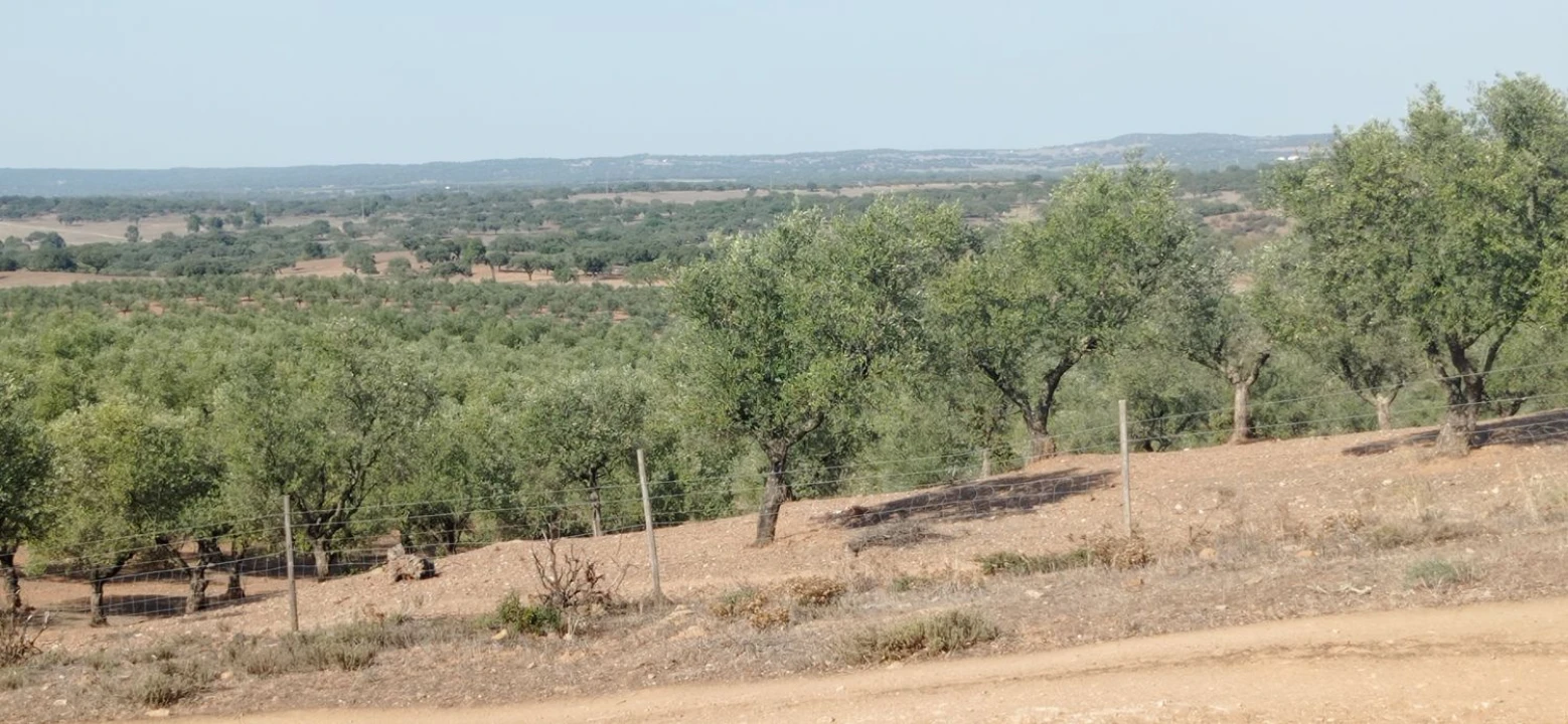 Terreno para Venda em Portel Foto 19