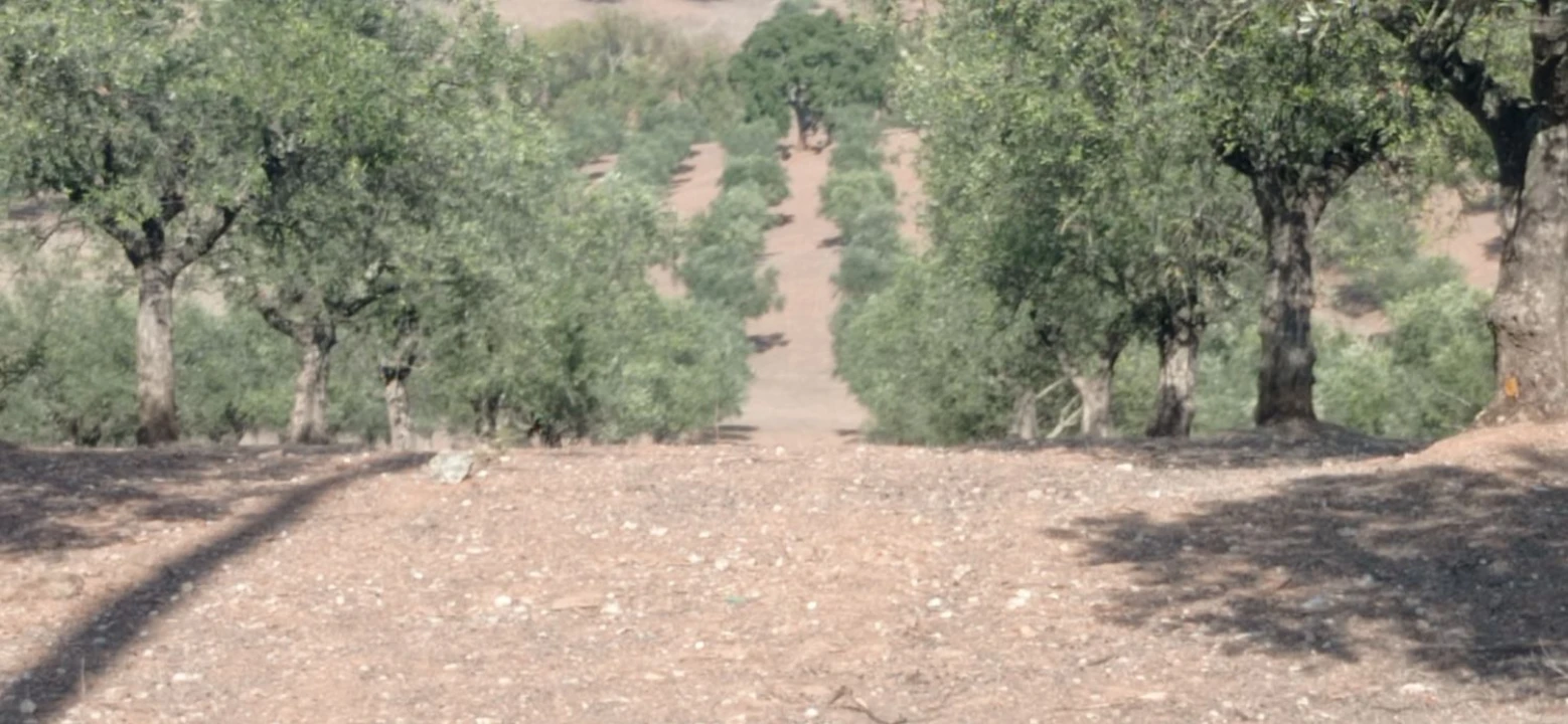 Terreno para Venda em Portel Foto 20