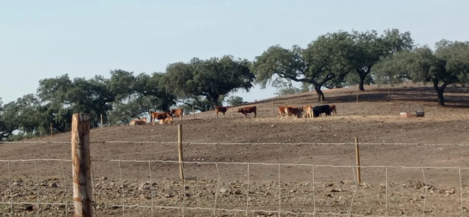Terreno para Venda em Portel Foto 2