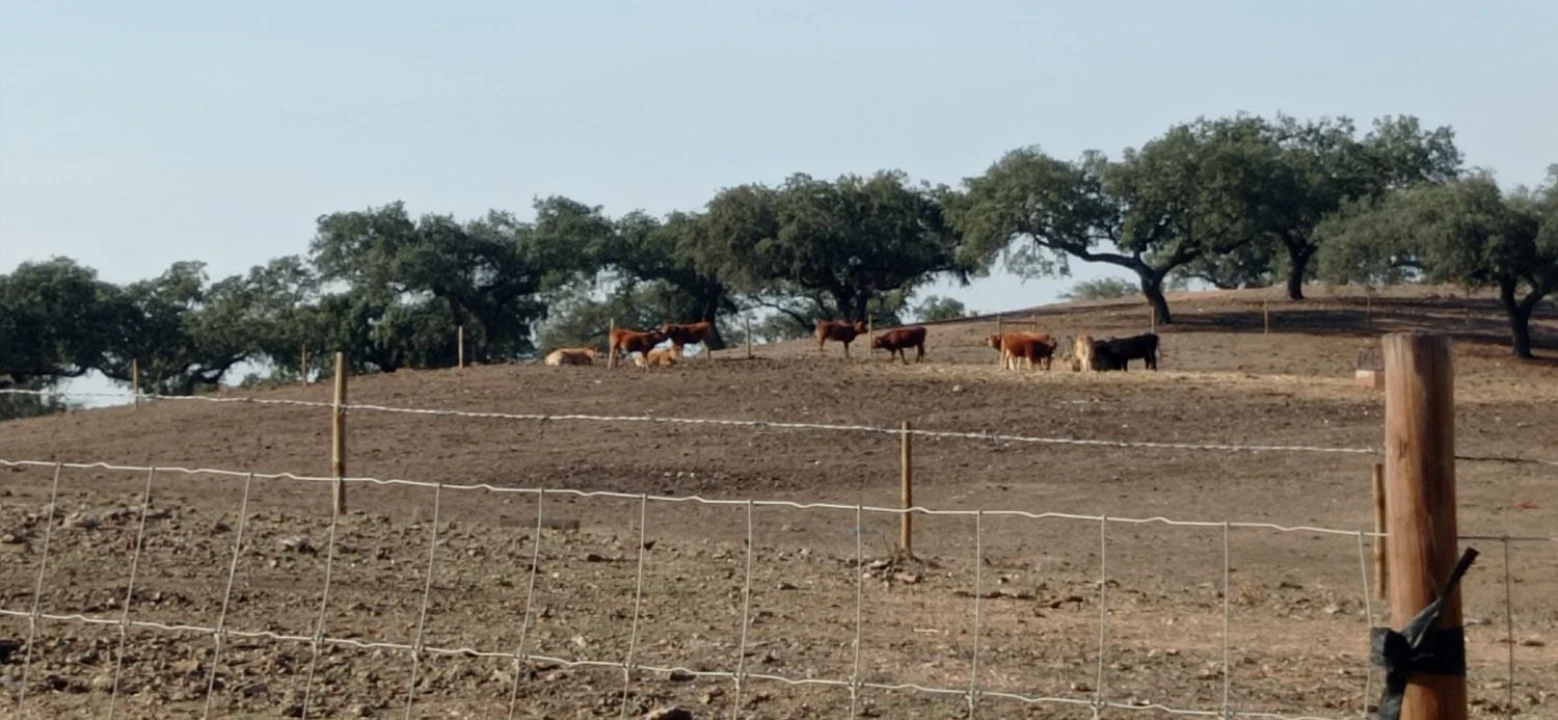 Terreno para Venda em Portel Foto 15