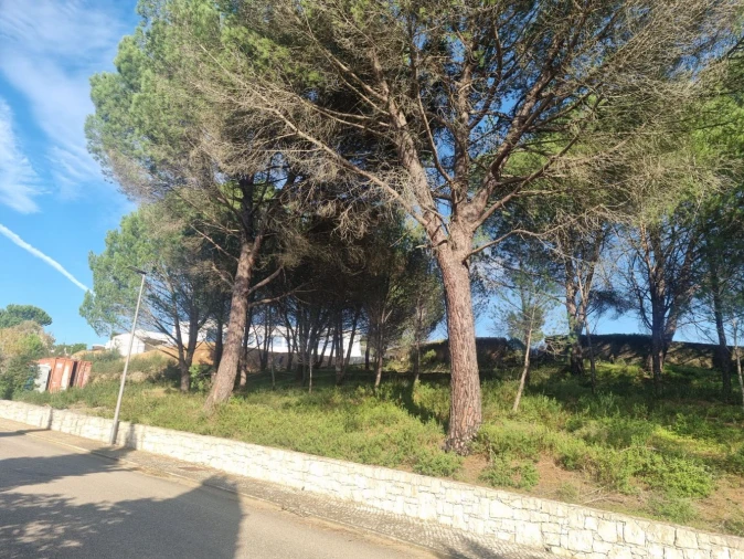 Terreno para Venda em Constancia Foto 3