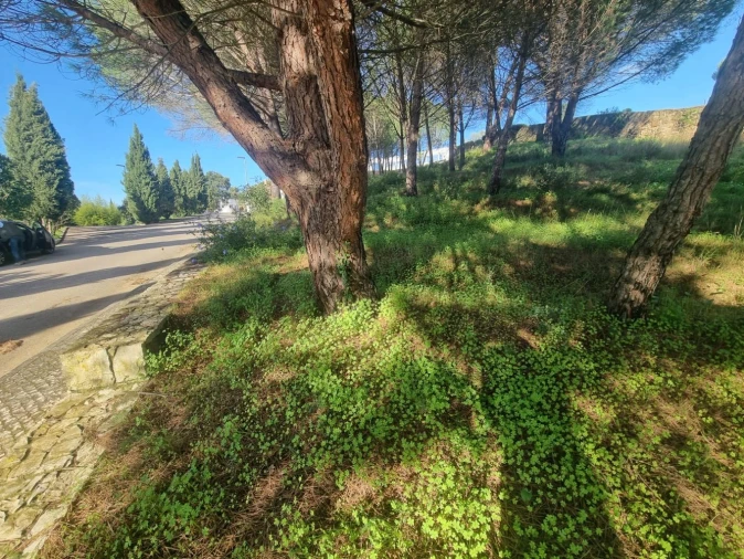 Terreno para Venda em Constancia Foto 10