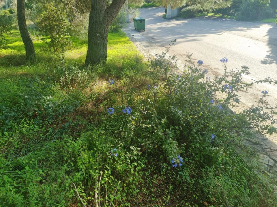 Terreno para Venda em Constancia Foto 12