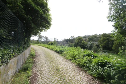 Terreno para Venda em Santa Maria e São Miguel, São Martinho, São Pedro Penaferrim