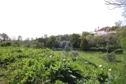 Terreno para Venda em Santa Maria e São Miguel, São Martinho, São Pedro Penaferrim