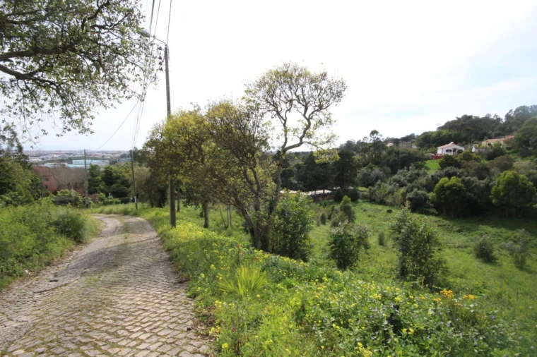 Terreno para Venda em Santa Maria e São Miguel, São Martinho, São Pedro Penaferrim Foto 17