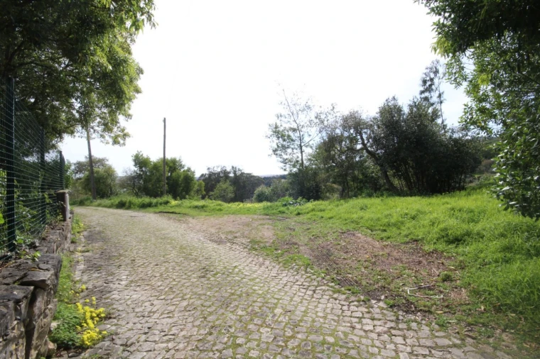 Terreno para Venda em Santa Maria e São Miguel, São Martinho, São Pedro Penaferrim Foto 8