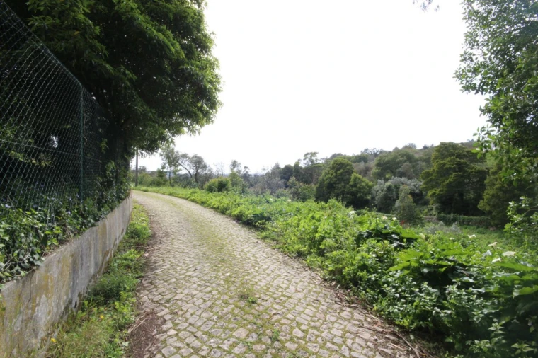 Terreno para Venda em Santa Maria e São Miguel, São Martinho, São Pedro Penaferrim Foto 22