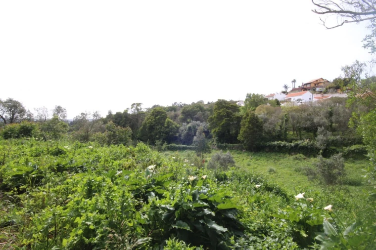 Terreno para Venda em Santa Maria e São Miguel, São Martinho, São Pedro Penaferrim Foto 21