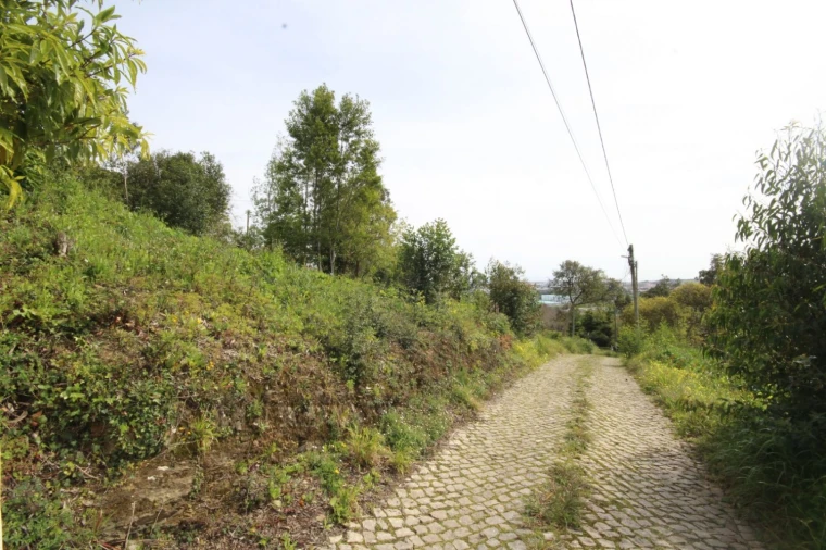 Terreno para Venda em Santa Maria e São Miguel, São Martinho, São Pedro Penaferrim Foto 20