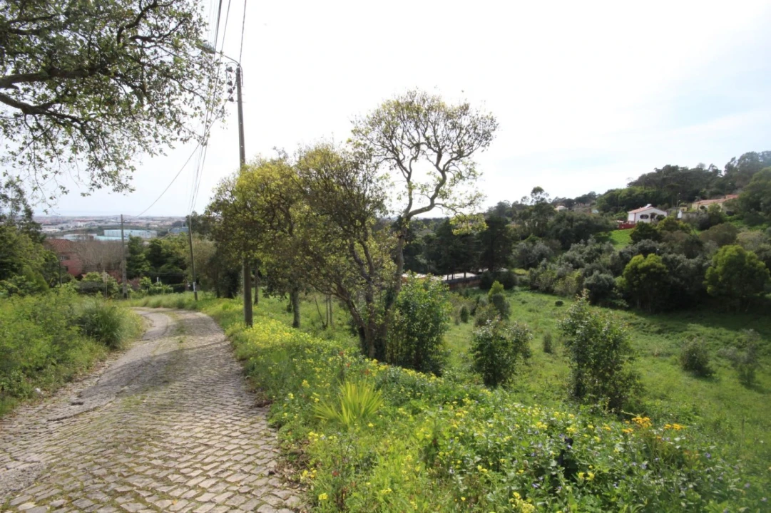 Terreno para Venda em Santa Maria e São Miguel, São Martinho, São Pedro Penaferrim Foto 17