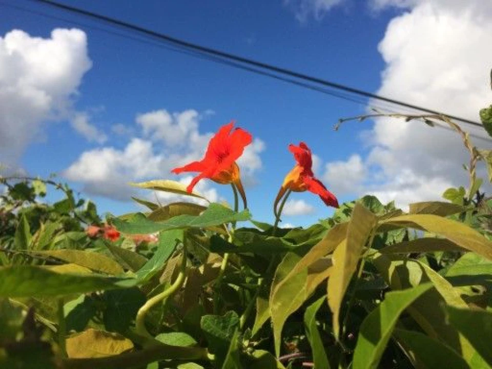 Terreno para Venda em Ericeira Foto 1