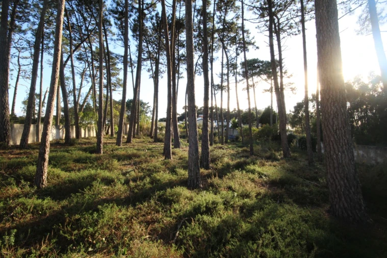 Terreno para Venda em São João das Lampas e Terrugem Foto 32