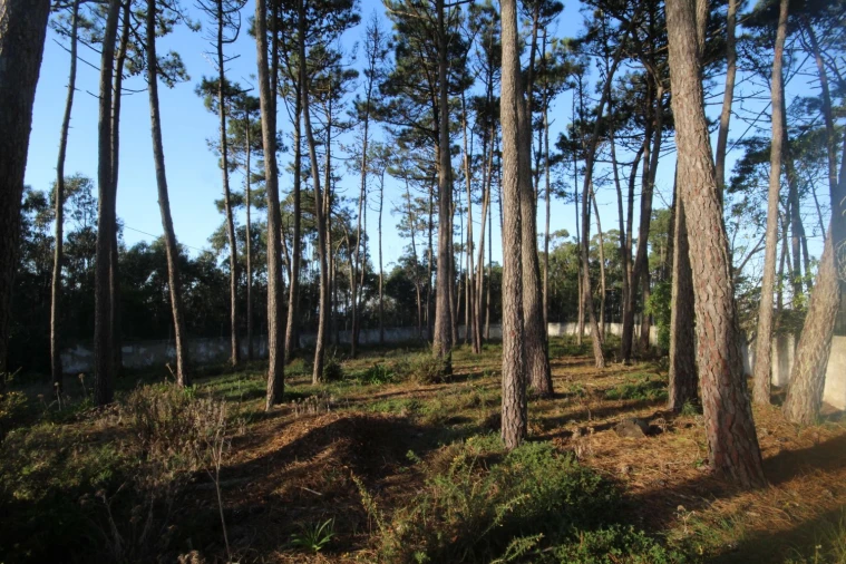 Terreno para Venda em São João das Lampas e Terrugem Foto 2