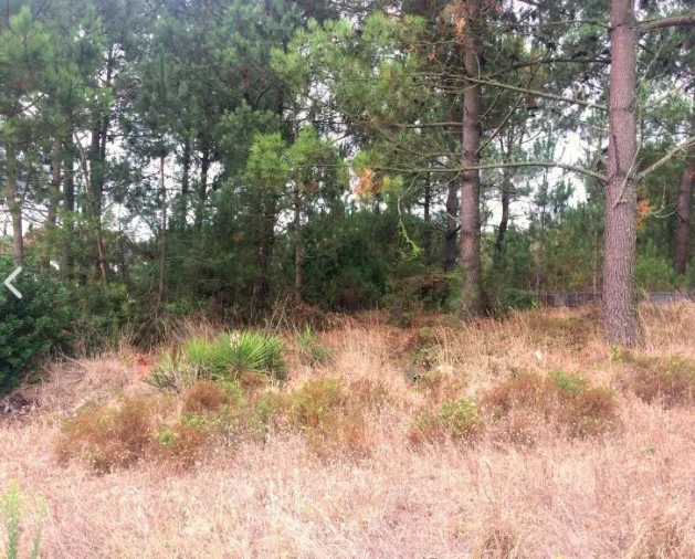 Terreno para Venda em Tornada e Salir do Porto Foto 11