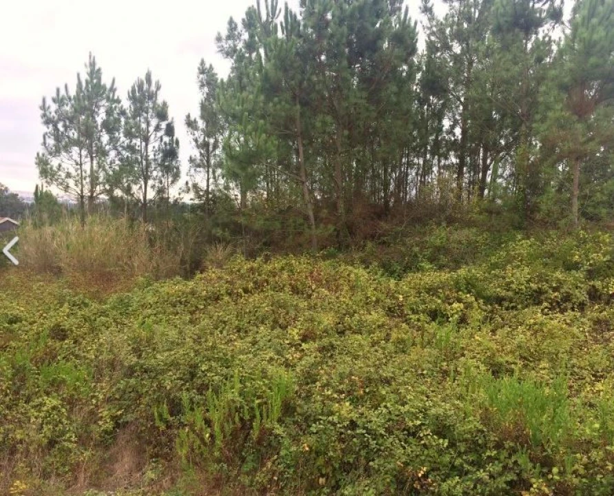 Terreno para Venda em Tornada e Salir do Porto Foto 12