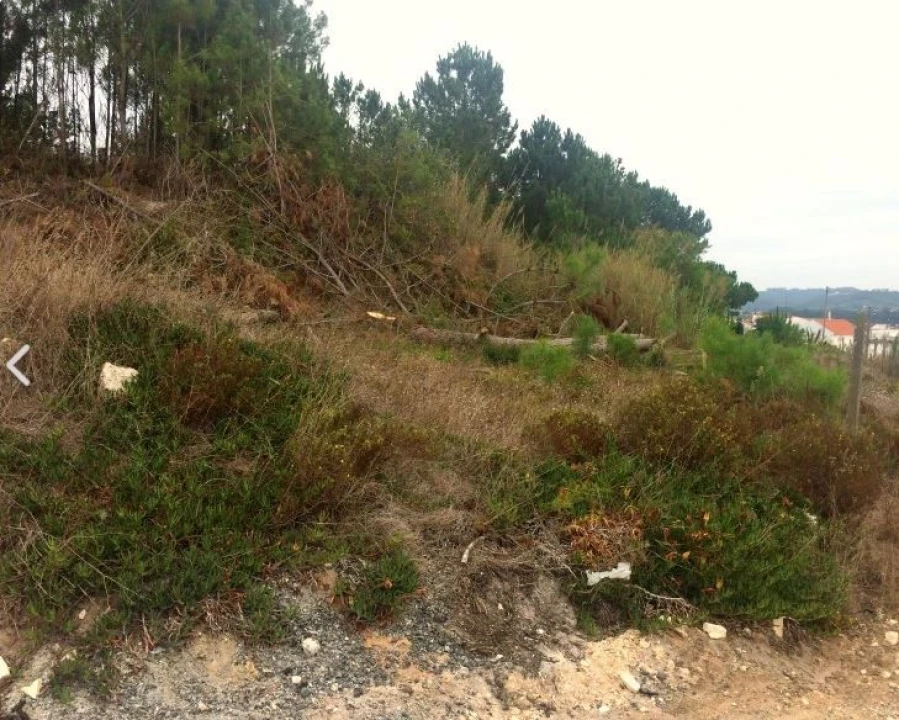 Terreno para Venda em Tornada e Salir do Porto Foto 13