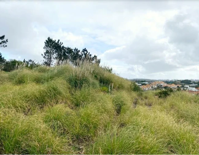 Terreno para Venda em Queluz e Belas Foto 15