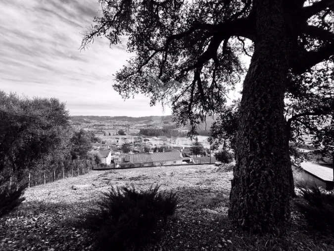 Terreno para Venda em Cruz Foto 2