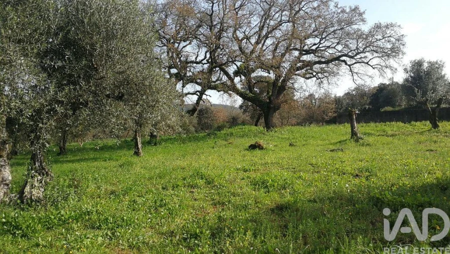 Terreno para Venda em Igreja Nova do Sobral Foto 21
