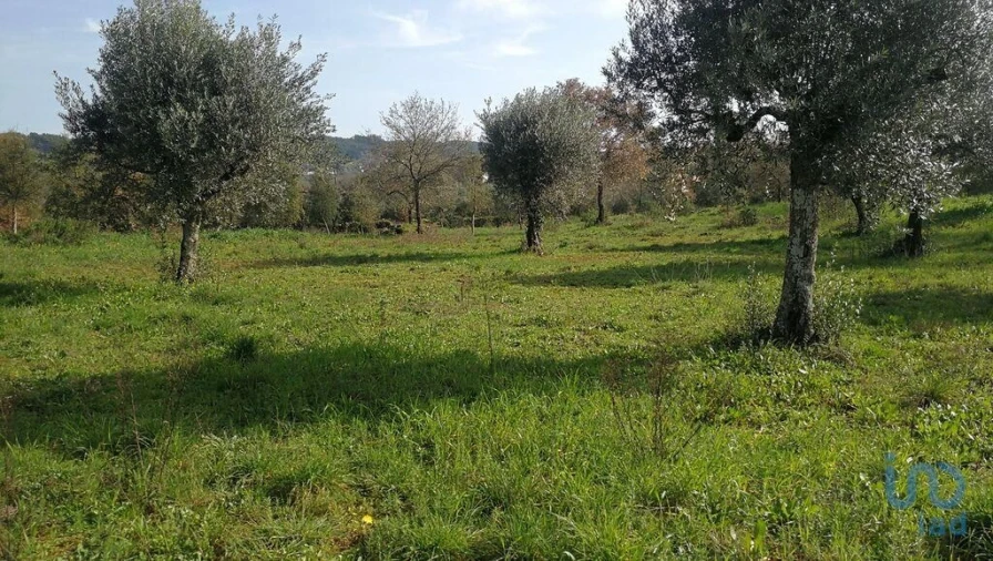 Terreno para Venda em Igreja Nova do Sobral Foto 4
