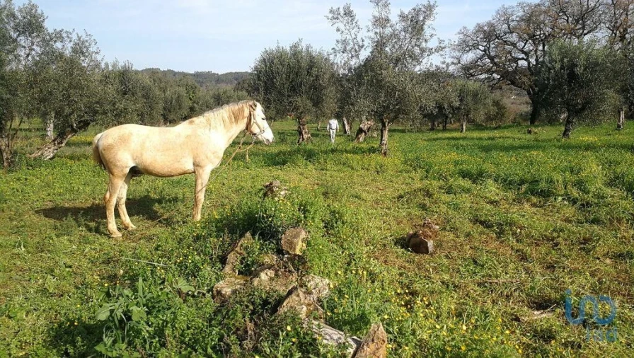 Terreno para Venda em Igreja Nova do Sobral Foto 8