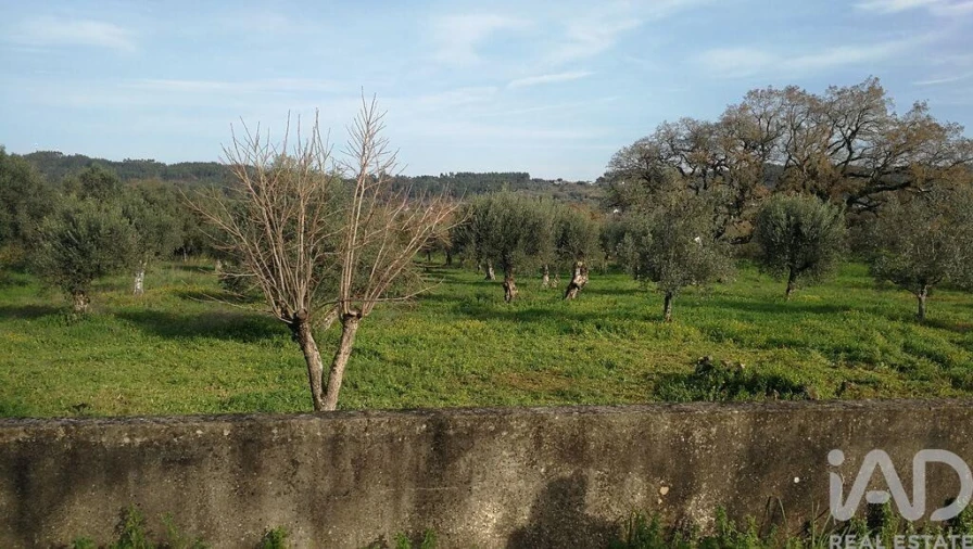 Terreno para Venda em Igreja Nova do Sobral Foto 18