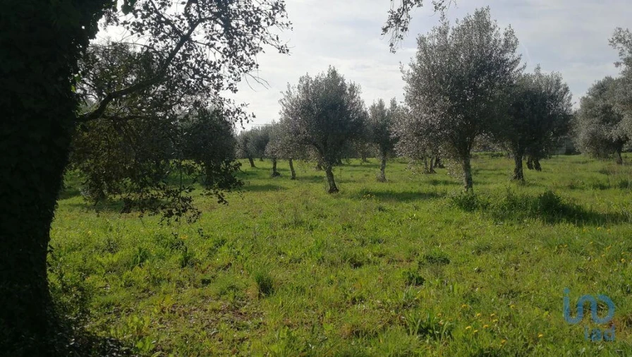 Terreno para Venda em Igreja Nova do Sobral Foto 14