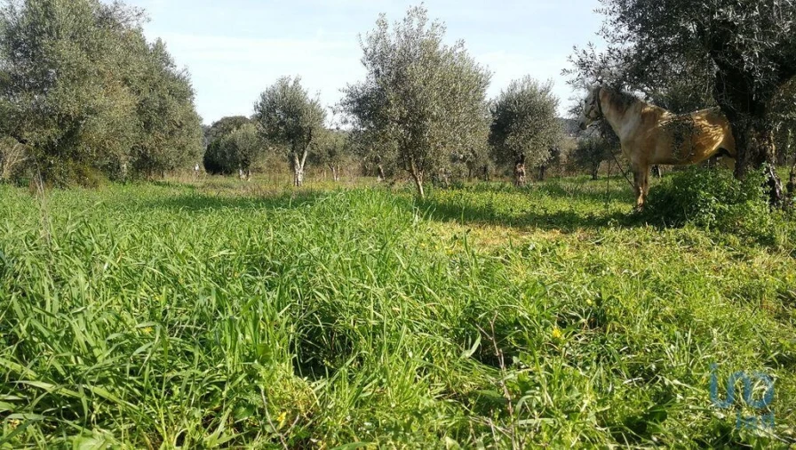 Terreno para Venda em Igreja Nova do Sobral Foto 6