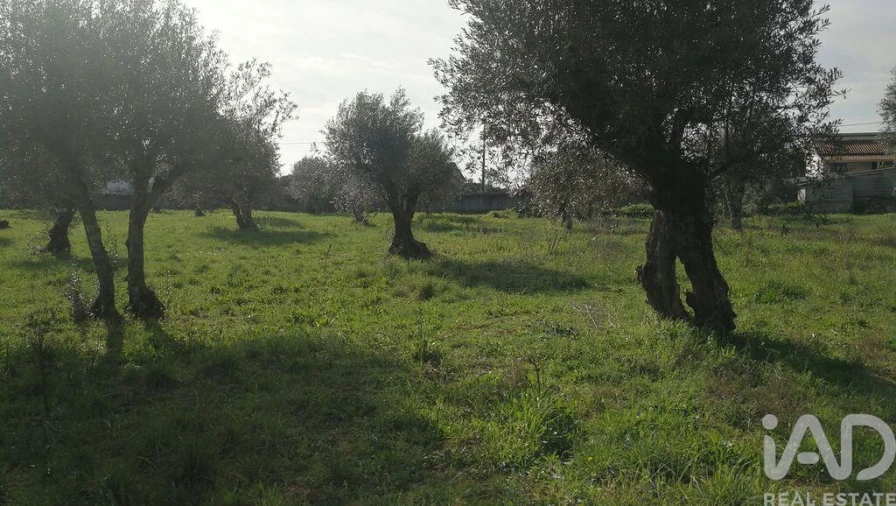 Terreno para Venda em Igreja Nova do Sobral Foto 25