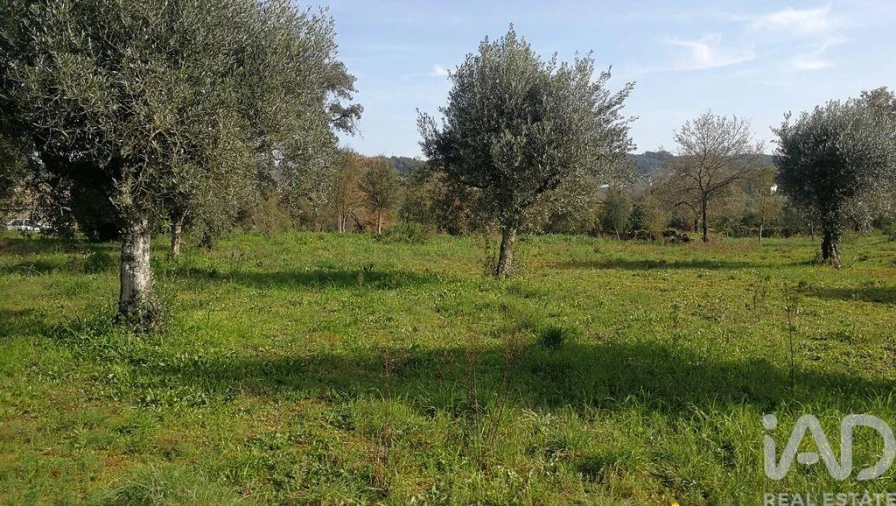 Terreno para Venda em Igreja Nova do Sobral Foto 19