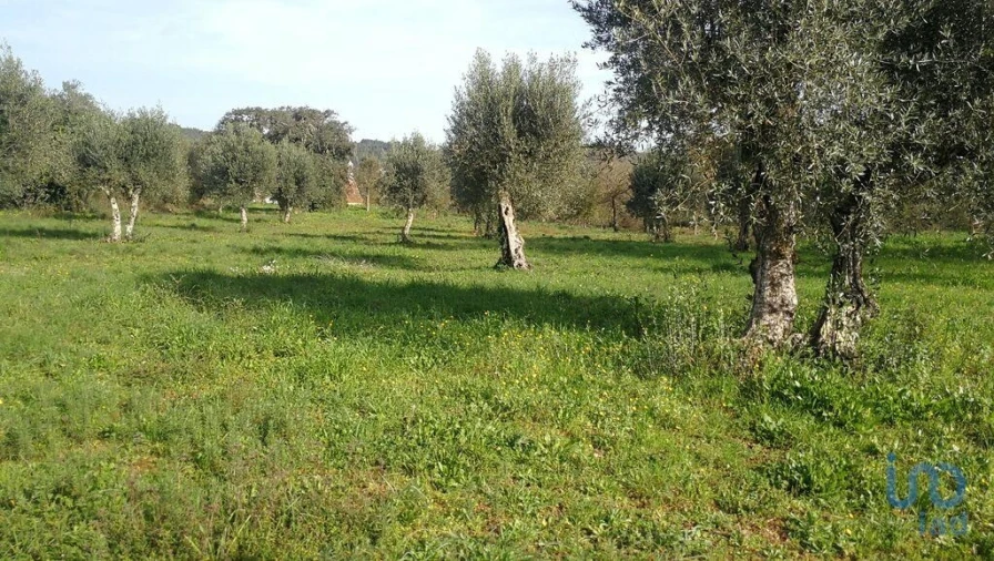 Terreno para Venda em Igreja Nova do Sobral Foto 10