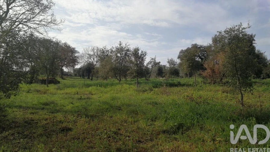 Terreno para Venda em Igreja Nova do Sobral Foto 16
