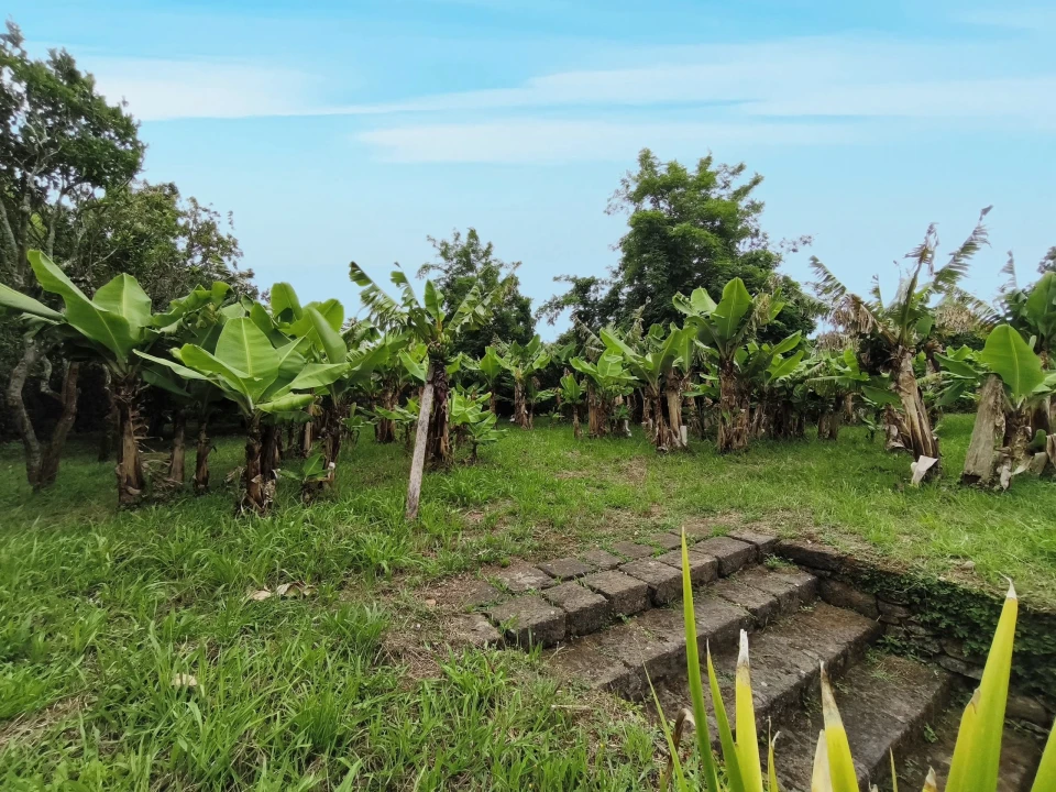 Quinta T8 para Venda em Lagoa (Nossa Senhora do Rosario) Foto 16