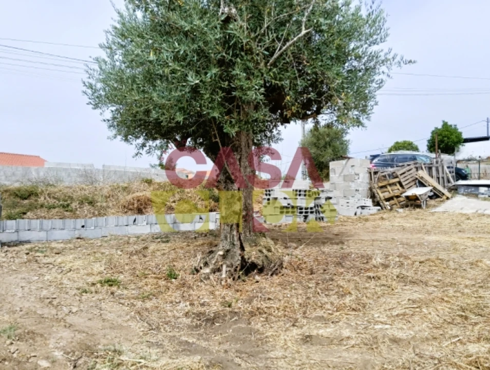 Terreno para Venda em São Pedro de Tomar Foto 11