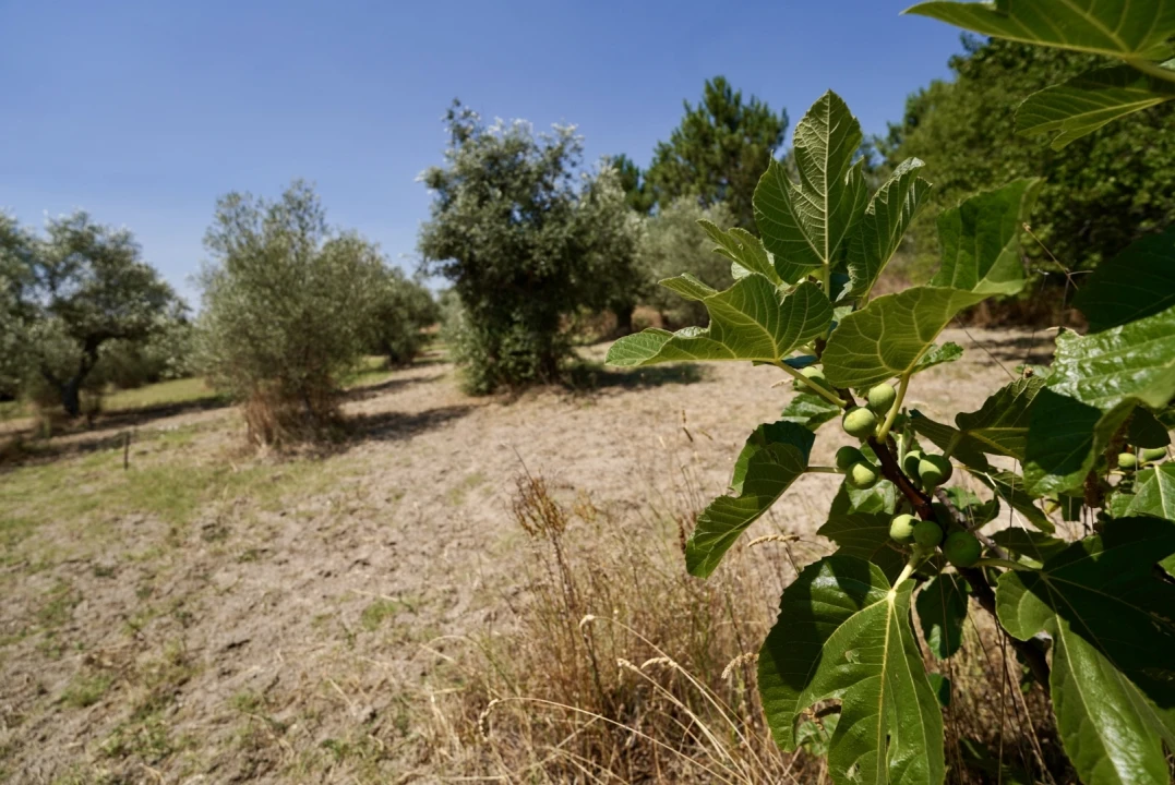 Moradia T3 para Venda em Vale de Prazeres e Mata da Rainha Foto 49