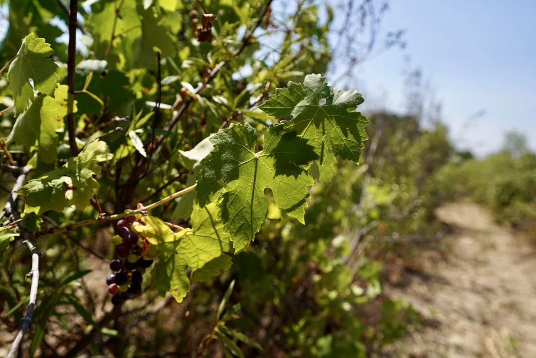 Moradia T3 para Venda em Vale de Prazeres e Mata da Rainha Foto 58