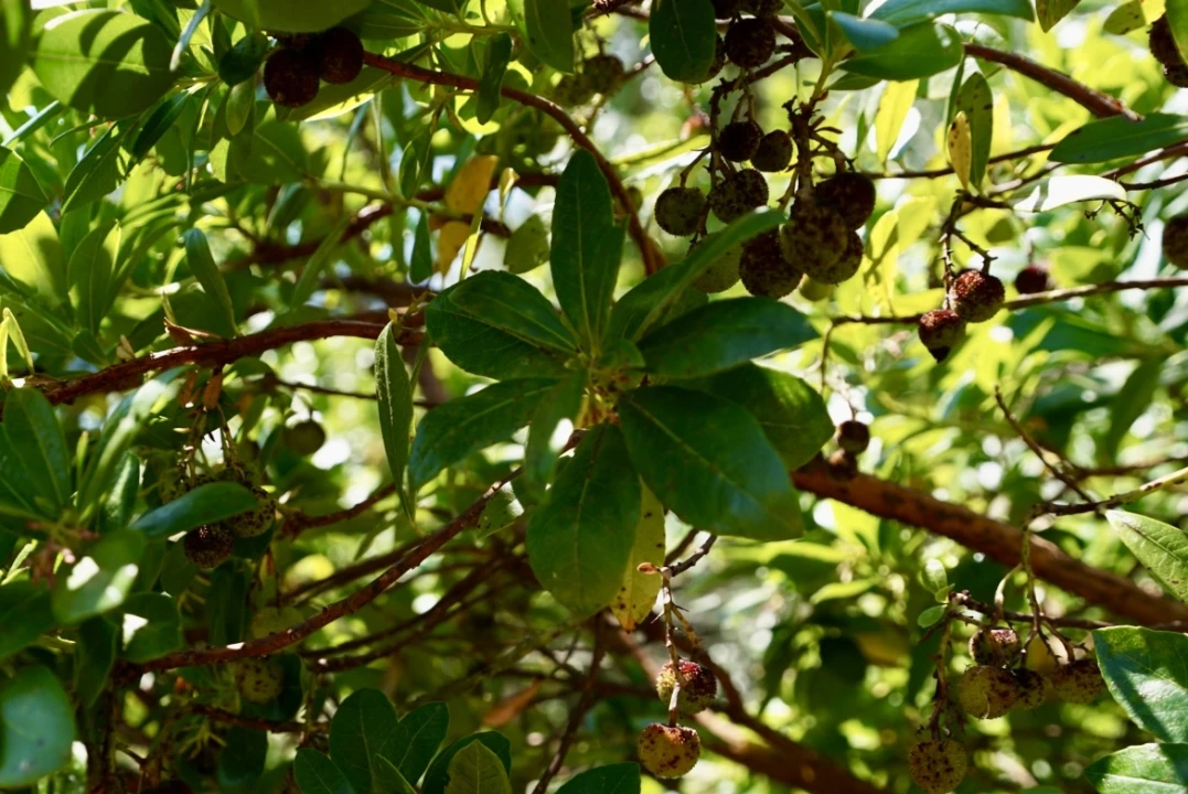 Moradia T3 para Venda em Vale de Prazeres e Mata da Rainha Foto 74