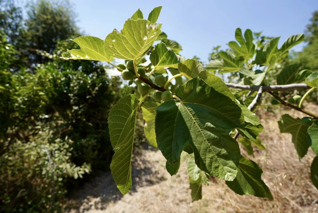 Moradia T3 para Venda em Vale de Prazeres e Mata da Rainha Foto 64