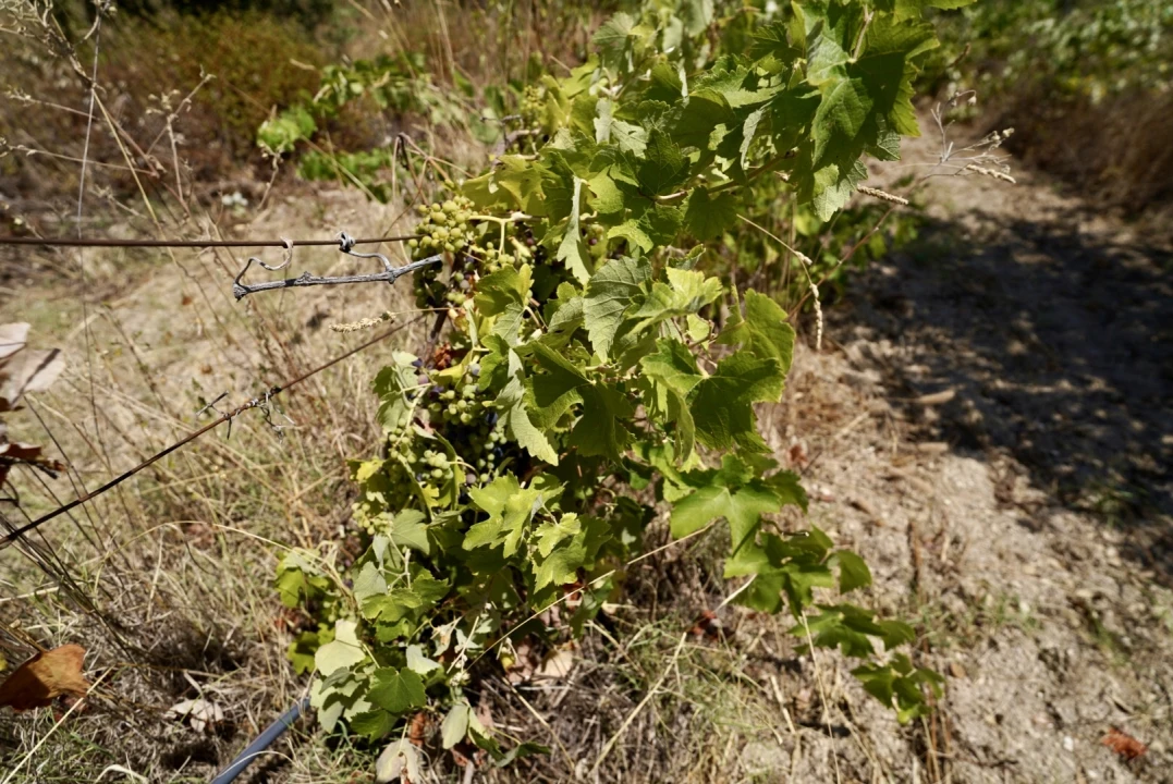 Moradia T3 para Venda em Vale de Prazeres e Mata da Rainha Foto 53