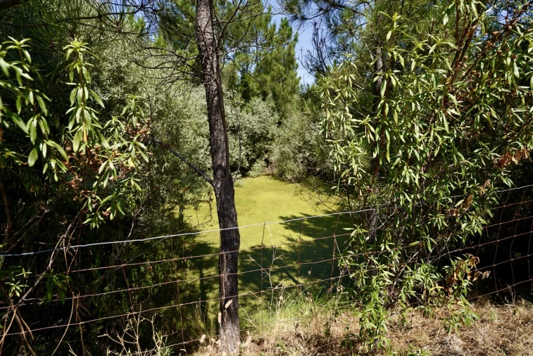 Moradia T3 para Venda em Vale de Prazeres e Mata da Rainha Foto 43