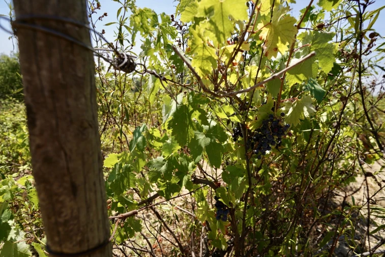 Moradia T3 para Venda em Vale de Prazeres e Mata da Rainha Foto 57