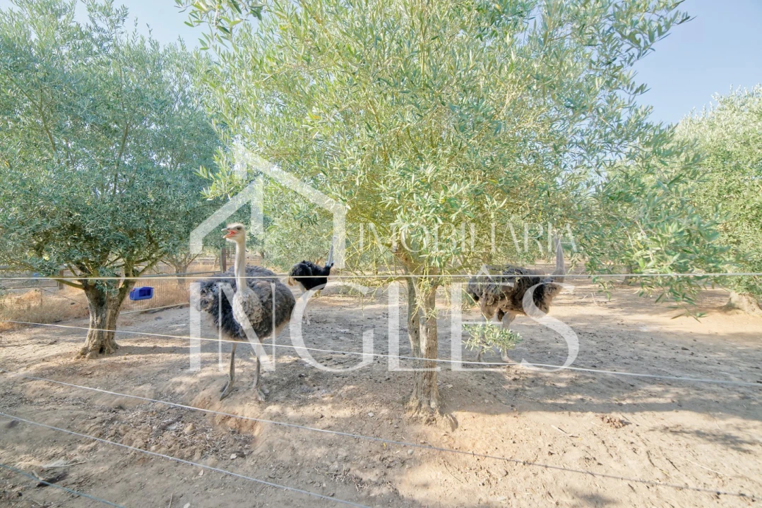 Moradia T5 para Venda em Cartaxo e Vale da Pinta Foto 40