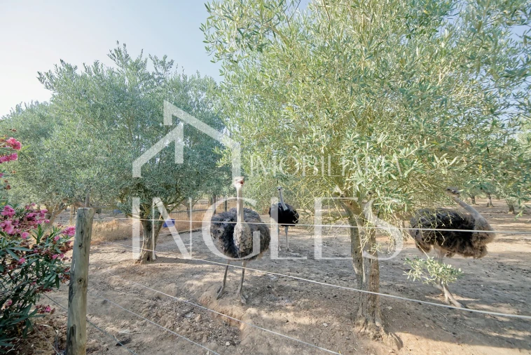 Moradia T5 para Venda em Cartaxo e Vale da Pinta Foto 41